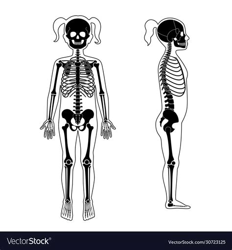 Child Girl Skeleton Anatomy Royalty Free Vector Image