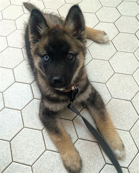 Droll Siberian Husky German Shepherd Puppy L2sanpiero