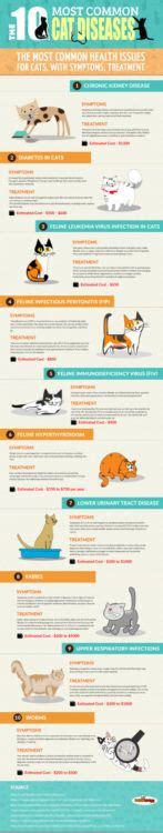 The 10 Most Common Cat Diseases And Their Symptoms Infographic Val Heart