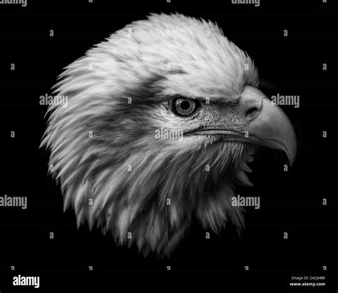 American Bald Eagle Black And White Stock Photos And Images Alamy