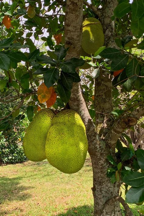 Jackfruit Tree Artofit