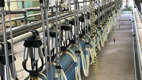 what to consider before switching to once a day milking farmers weekly