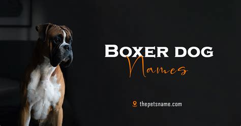 Looking For Best Boxer Dog Names