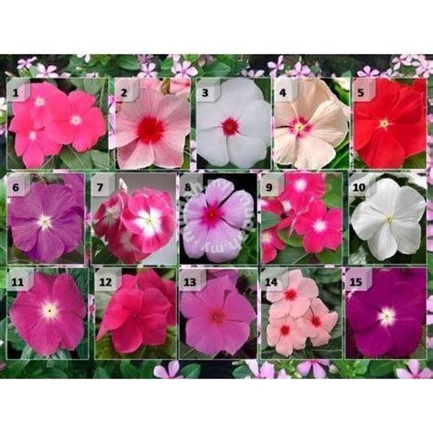 Cara semai tanam bunga tapak dara, benih bunga vinca, tanaman hias yang disebut periwinkle atau vinca ini sebenarnya tanaman berkhasiat obat, ada yang menyebut sebagai tanaman tapak dara. 12butir biji benih bunga Vinca mixed | bunga tapak dara warna dan jenis campur | Shopee Indonesia