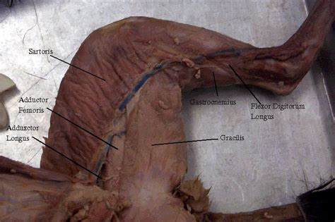 Cat Dissection Study Tools: Muscular System