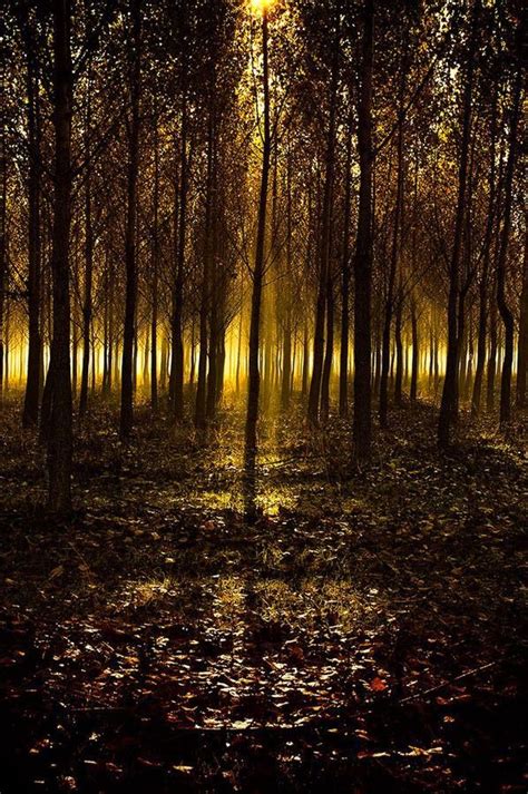 Lights In The Woods Beautiful Nature Scenery Nature Scenes