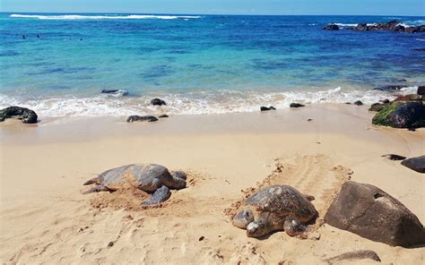 Oahu Hawaii Travel Blog Turtle Beach Haleiwa North Shore ASIA AIR TICKET