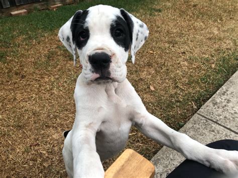 Boomer Large Male Boxer X Great Dane Dog In Vic Petrescue