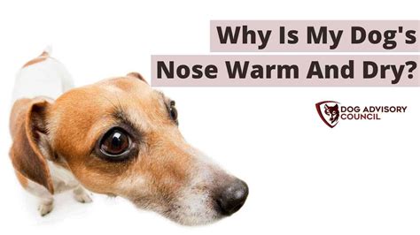Why My Dogs Nose Is Warm And Dry Dog Advisory Council