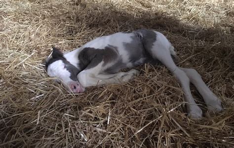 Pregnant Mare Abandoned On Tether Gives Birth To Healthy Foal Horse