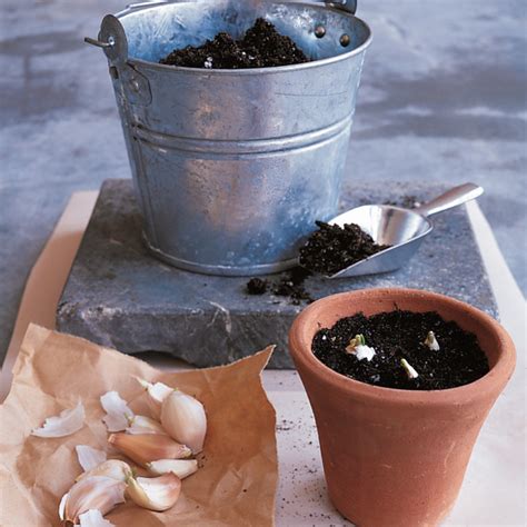 How To Grow Garlic Indoors Martha Stewart