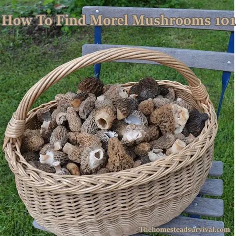 How To Find Morel Mushrooms 101 The Homestead Survival