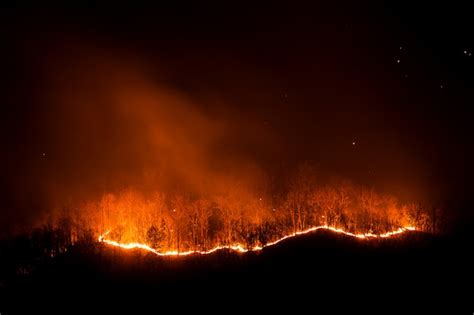 Premium Photo Forest Fire Burning Trees At Night
