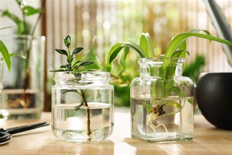 10 Indoor Plants That Grow In Water Species Guide Just Houseplants