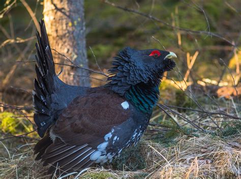 Animals Birds Black Grouse Wallpapers Hd Desktop And Mobile