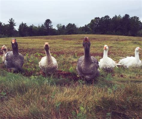 Fleet farm is a very popular apparel store which competes against other apparel stores fleet farm's score is calculated based on overall customer ratings, brand name recognition & popularity, price point vs. Ducks or Geese for Farm Poultry? - Homesteading and ...