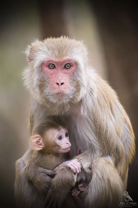 Rhesus Macaque Rhesus Macaque Pet Monkey Macaque Monkey