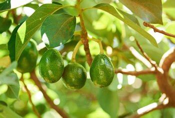 On the other hand, if you planted a tree from a nursery or garden center, the tree should begin to produce a crop after three or four years. Do You Need Two Avocado Trees to Reproduce? | Home Guides ...