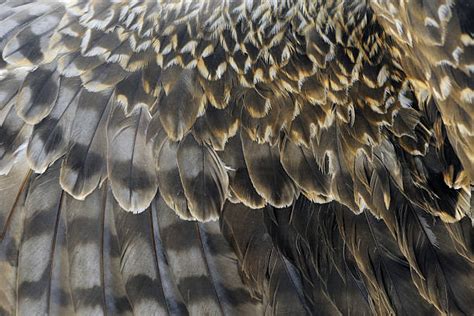 Best Eagle Feathers Stock Photos Pictures And Royalty Free Images Istock