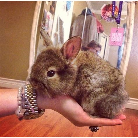 From Instagram Animals Instagram Rabbit