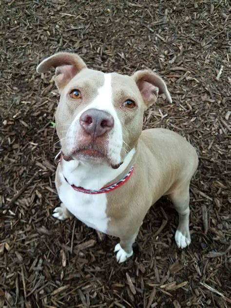 See more of massachusetts pets available for adoption on facebook. 27 Beautiful Pitbull Puppies For Adoption Near Me | Puppy ...