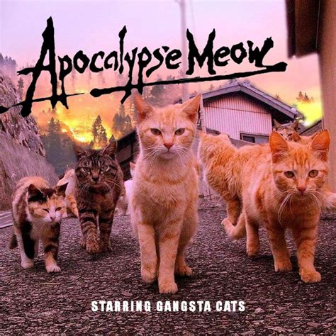 Gangsta Cats Cats Apocalypse Alleycat Memes Funny