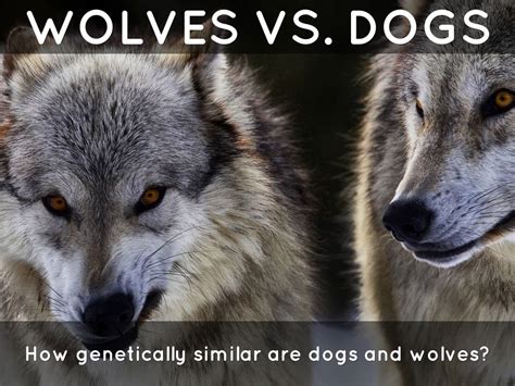 Wolves Vs Dogs By Connor Bramel
