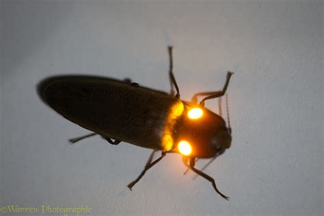 Luminous Click Beetle Photo Wp33360