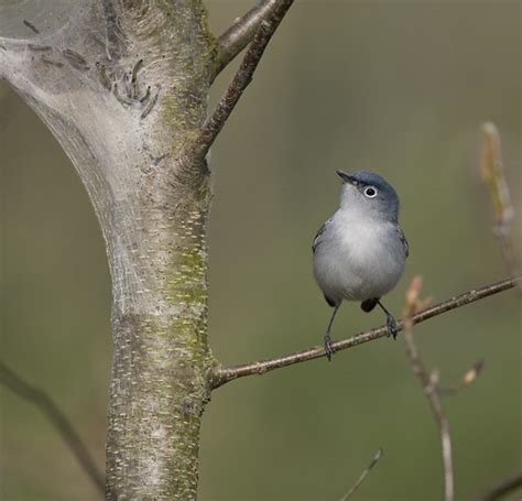 Blue Gray Gnatcatcher Nest Building This Morning I Observe Flickr