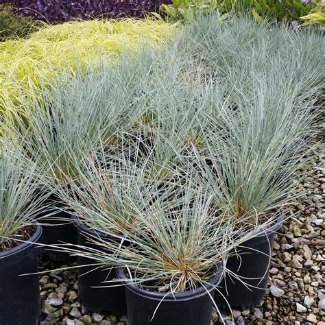 Helictotrichon Sempervirens Sapphire Blue Oat Grass Mid Valley Trees