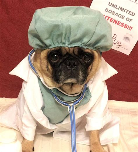 Dr Pug Best Dog Costumes Pugs In Costume Pet Halloween Costumes