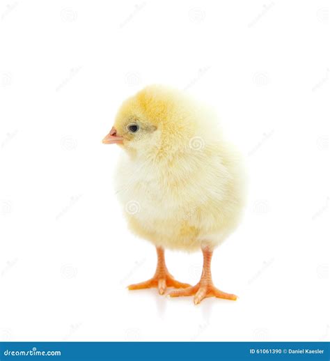 Cute Little Chick Stock Photo Image Of Isolated Welfare 61061390