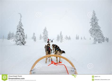 Husky Dog Sledding In Lapland Finland Stock Photo Image Of Sledging