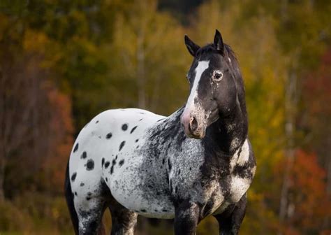 10 Interesting Facts You Didnt Know About The Appaloosa Horse Horse