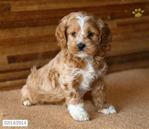 Mini Cockapoo Puppies For Sale All You Need Infos