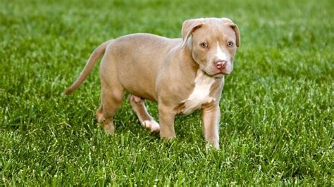 A quick comparison of our favorites. 4 Best Dog Food For Pitbull Puppies To Gain Weight (2021)