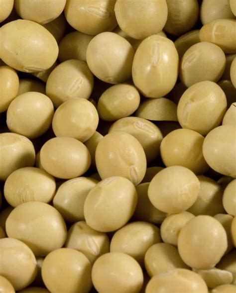 Bean Soy Yellow Dried Organic 615 Oz Food Innovations