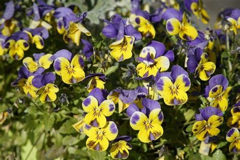 Best Flowering Perennials For Shade In Overland Park