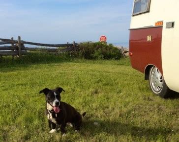 C'est un document officiel, sous forme papier ou électronique le passeport pourrait alors permettre de voyager sans restriction sanitaire dans les pays où il est. Voyager: jamais sans mon chien | La Presse