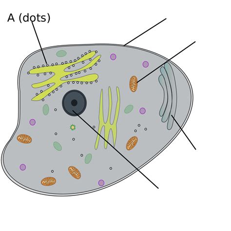 Animal Cell PNG, SVG Clip art for Web - Download Clip Art, PNG Icon Arts
