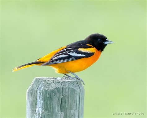 Baltimore Oriole Improbably Brilliantly Orange Birds Beautiful