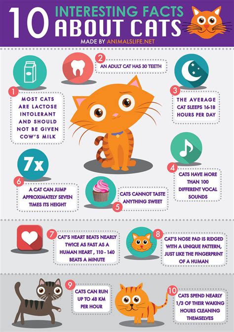 10 Interesting Facts About Cats by Animals Life NET - Animals Life ...