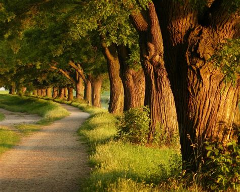 Nature Landscape Trees Path Sunlight Dirt Road Wallpapers Hd