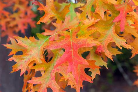 Oak Leaves In Fall Colors Stock Photo Image Of Fall 59896258