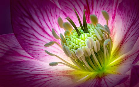 Hellebore Pink Flower Macro Photography Wallpapers Hd 3840x2400