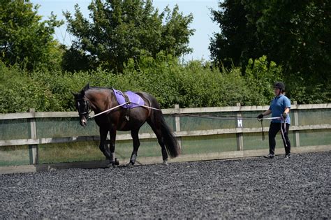 Long Reining Stages Of Training Your Horse Magazine