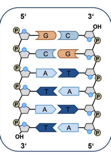 BN Molecular Biolog Flashcards Quizlet