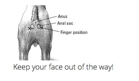 The Viral Video Of Dog Squirting Butt Water Explained By Science Inverse