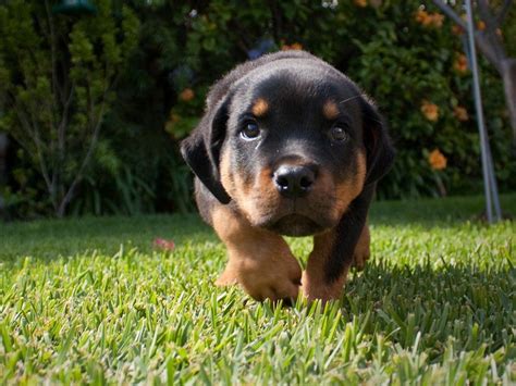 Rottweiler Puppies Wallpaper - WallpaperSafari Set the app as live wallpaper to decorate your phone.