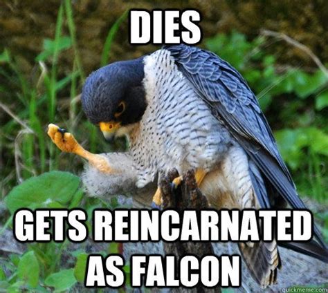 Funny Falcon Quotes Shortquotescc